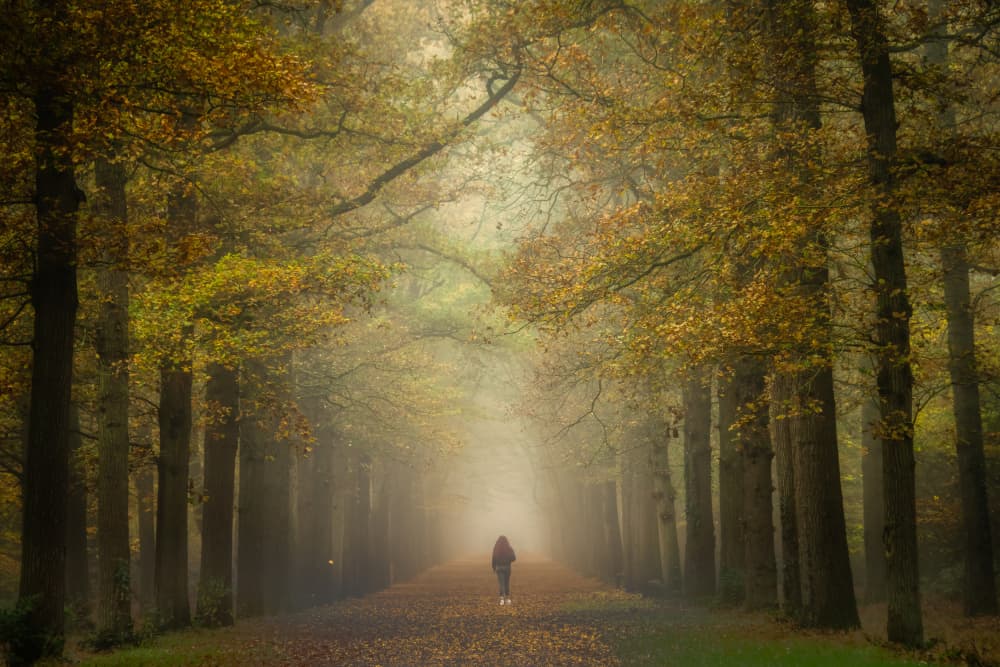 Misty Forest Walk by Piet Haaksma — canvas wall art