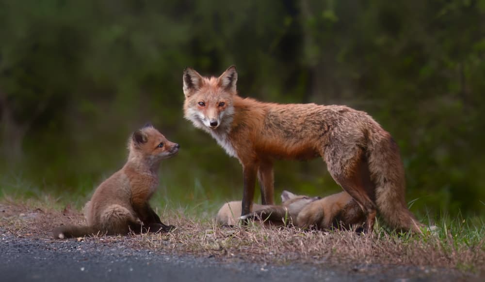 Red Fox Family by Wei Xu — canvas wall art