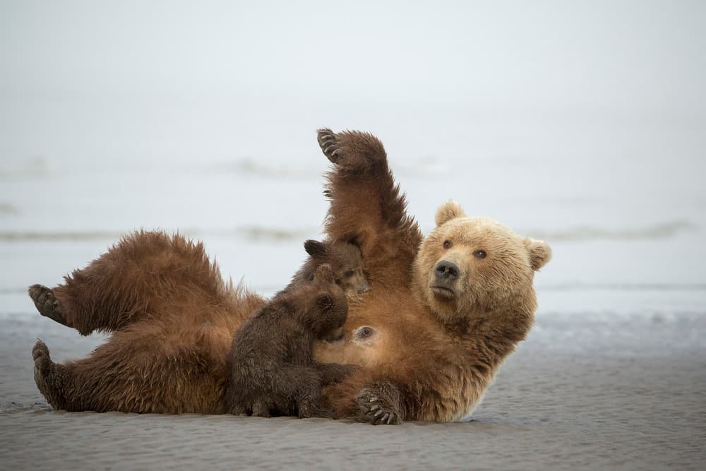 Nursing Bear Cub Beach by Renee Doyle — canvas wall art