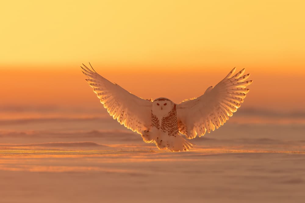 Snowy Owl Golden Flight by Bill Lu — canvas wall art