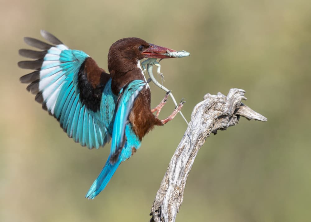 White-throated Kingfisher Catch by Eyal Amer — canvas wall art