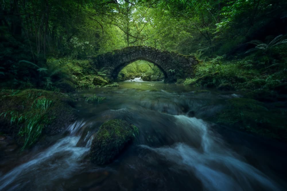 Ancient Forest Bridge by David Martin Castan — canvas wall art