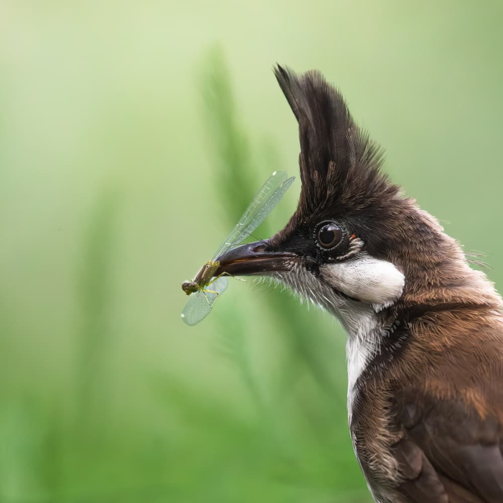 Crested Bird With Damselfly by Taksing (吉星高照) — canvas wall art