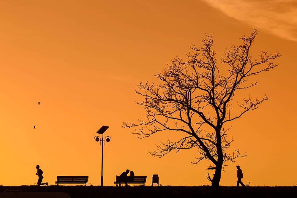 Golden Hour Silhouettes by Dan Mirica — canvas wall art