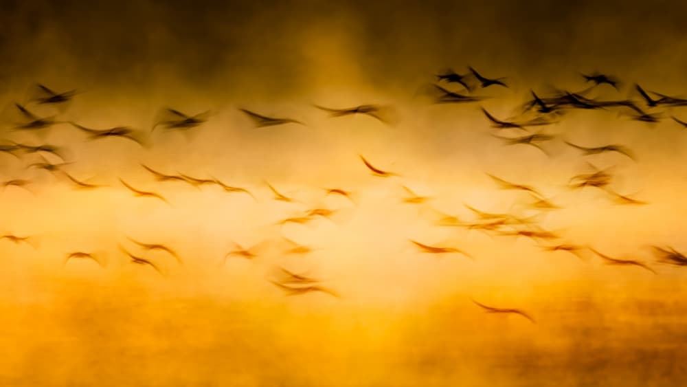 Golden Sunset Birds in Flight by John Fan — canvas wall art