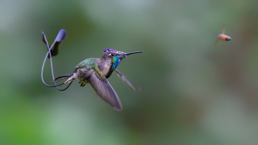 Long-tailed Hummingbird Flight by Siyu_Wei APA — canvas wall art