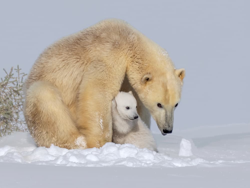 Polar Bear Mother and Cub by Yuan Su — canvas wall art