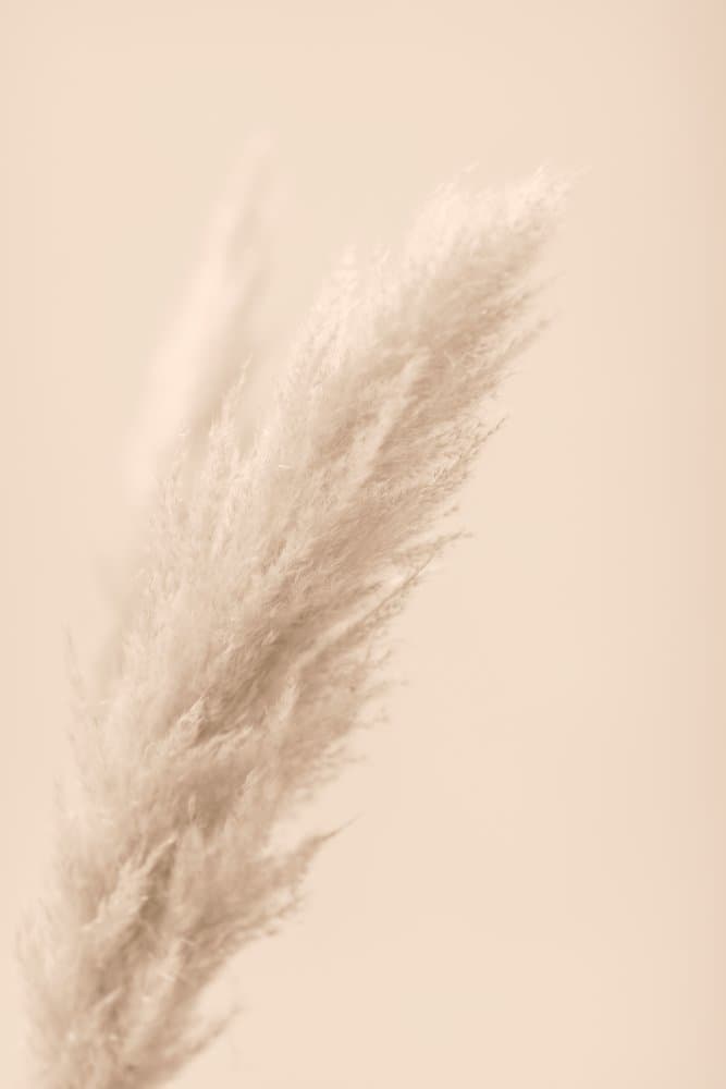 Soft Pampas Plume by Pictufy Studio III — canvas wall art