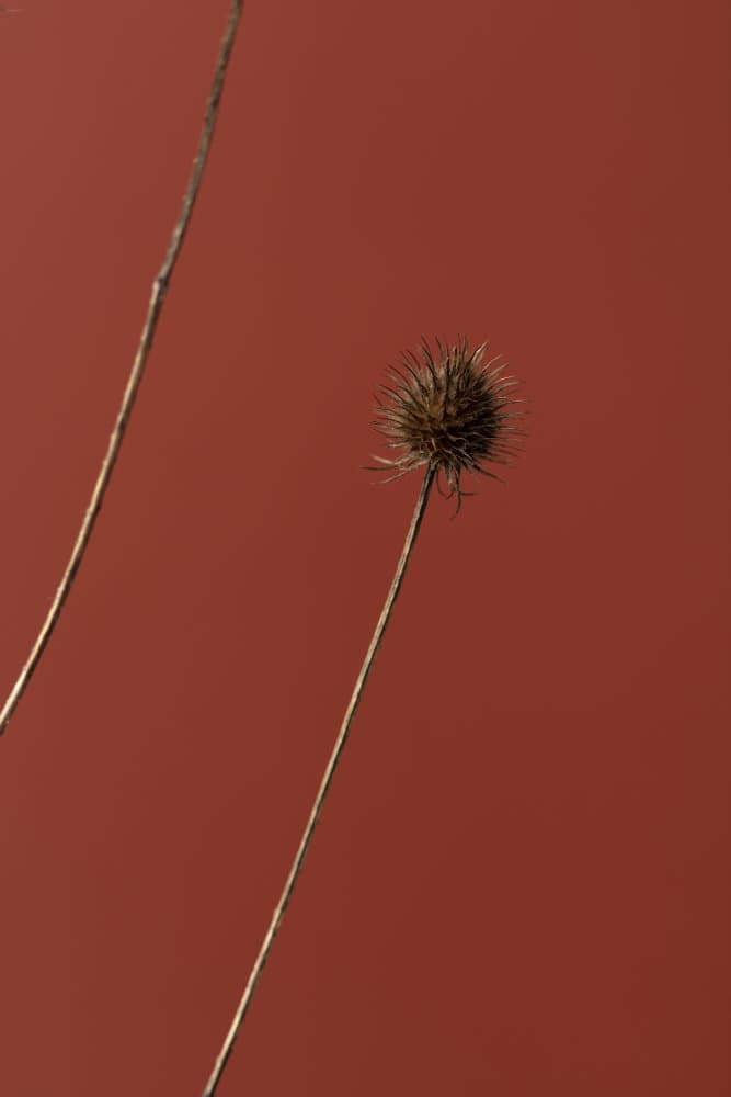 Earthy Thistle Stem by Pictufy Studio III — canvas wall art