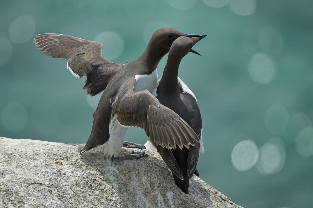 Seabird Pair Interaction by Nicolás Merino — canvas wall art