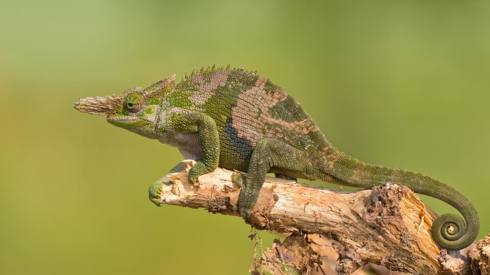 Horned Chameleon Portrait by Milan Zygmunt — canvas wall art