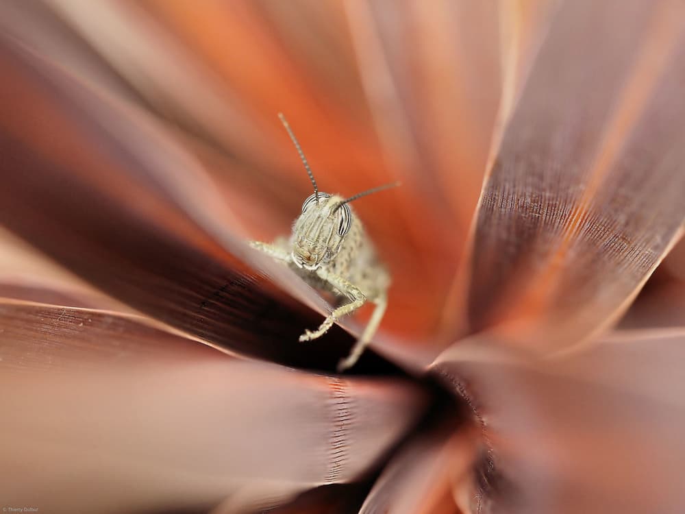 Macro Grasshopper Detail by Thierry Dufour — canvas wall art