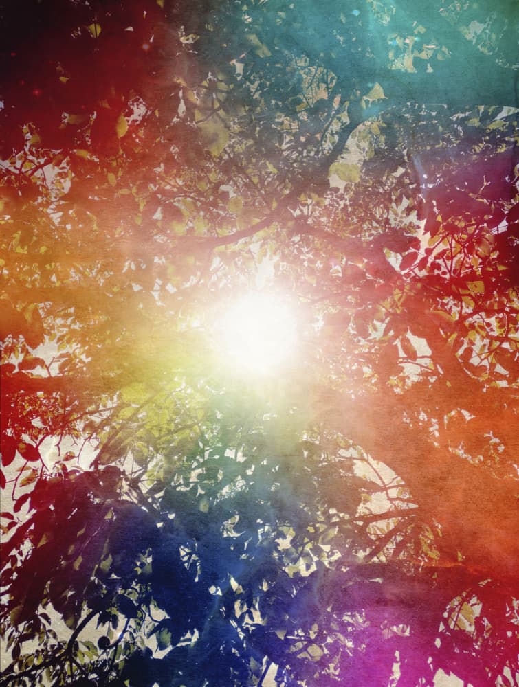 Rainbow Sunlight Through Trees by Angelo Cerantola — canvas wall art