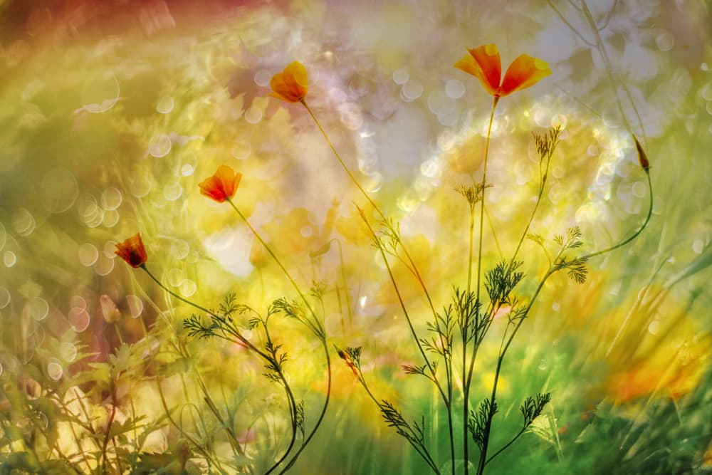 Golden Poppy Blooms by Hilda van der Lee — canvas wall art