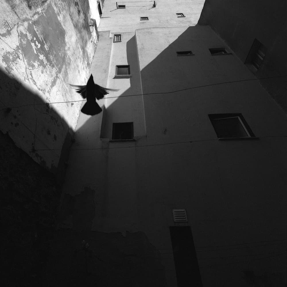 Urban Bird Silhouette by Nana Sousa Dias — canvas wall art