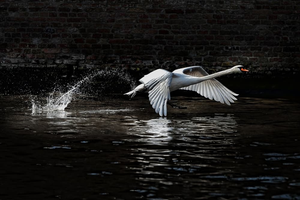 Elegant Flight Splash by Piet Flour — canvas wall art