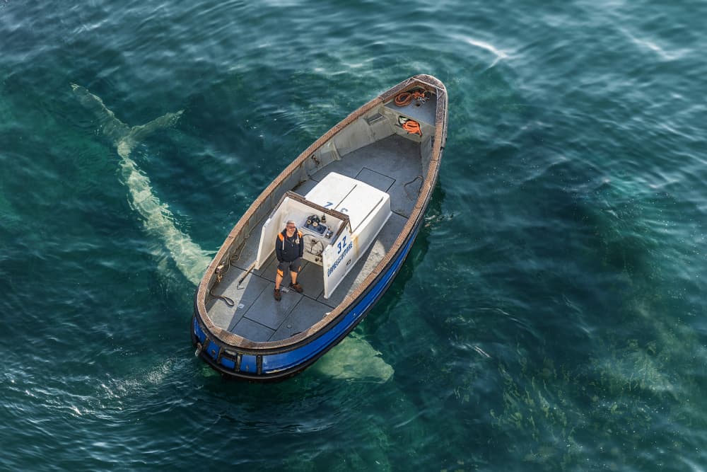 Giant Whale Beneath Boat by Marcel Egger — canvas wall art