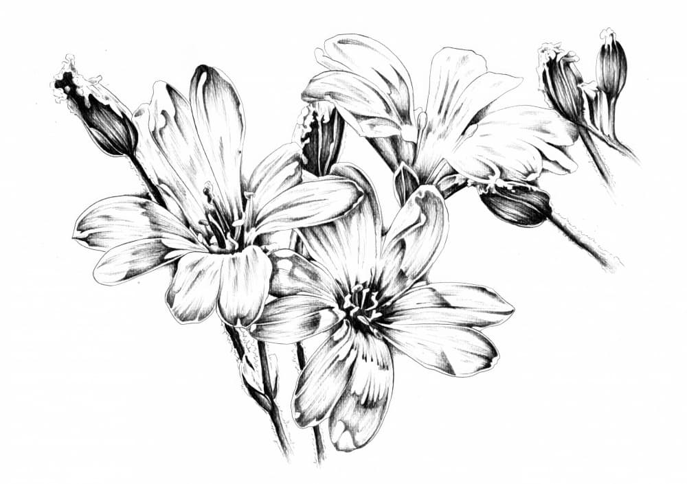 Monochrome Flower Blooms by Kulik — canvas wall art