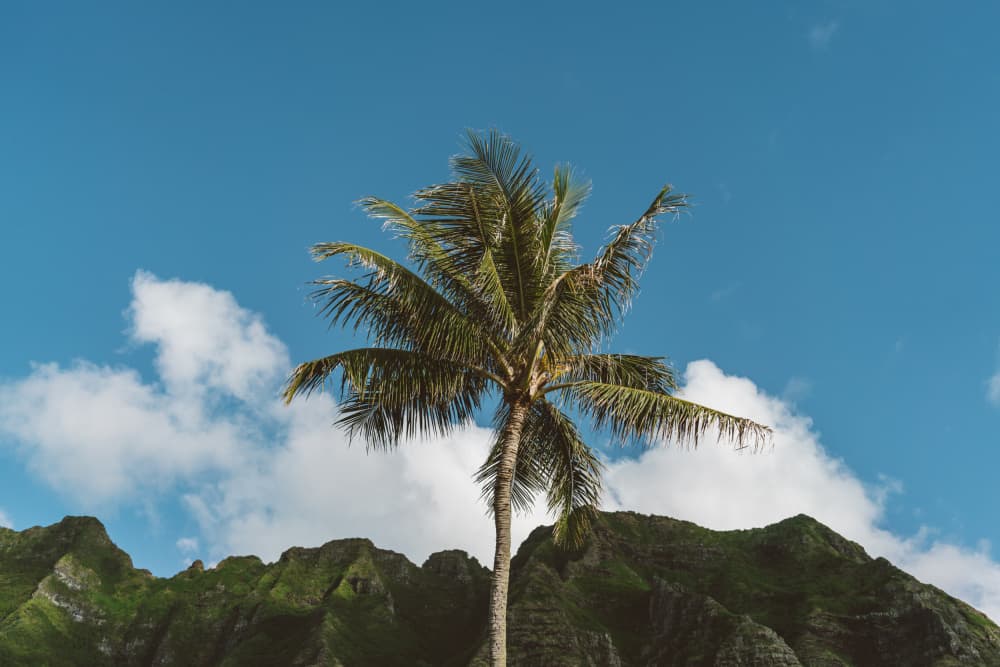 Tropical Mountain Palm by Bethany Young — canvas wall art