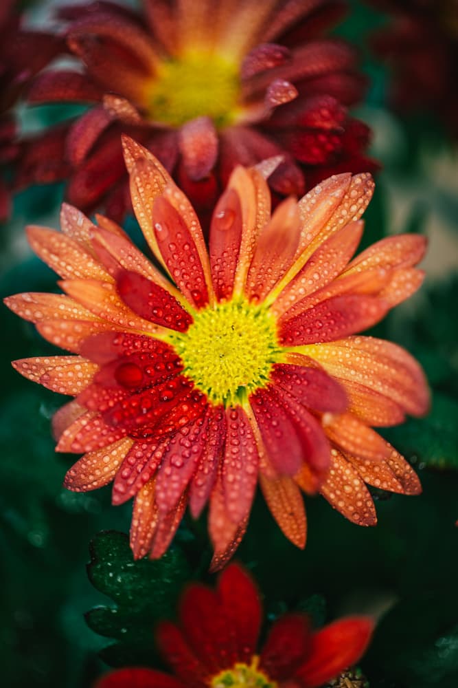 Dewy Orange Chrysanthemum by Javier Pardina — canvas wall art