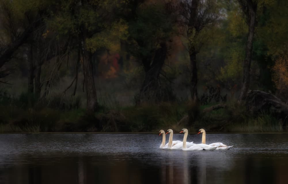 Elegant Swans Forest Lake by ANNA AN — canvas wall art