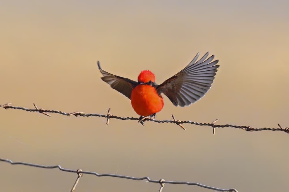 In Shinning Red Clothes by Mike He — canvas wall art