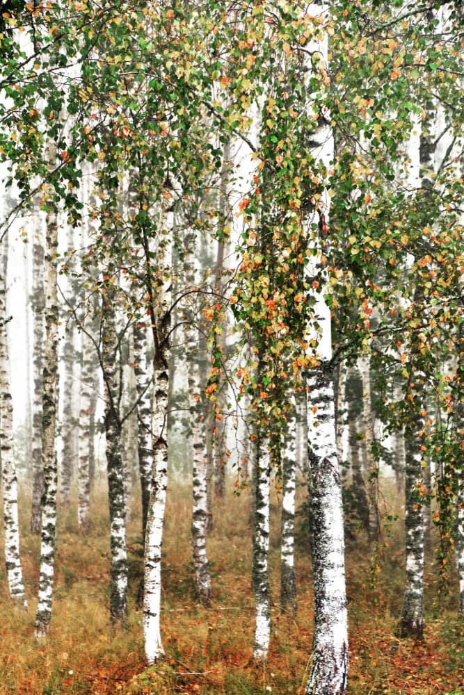 Autumn Birch Forest by Christina Sillen — canvas wall art