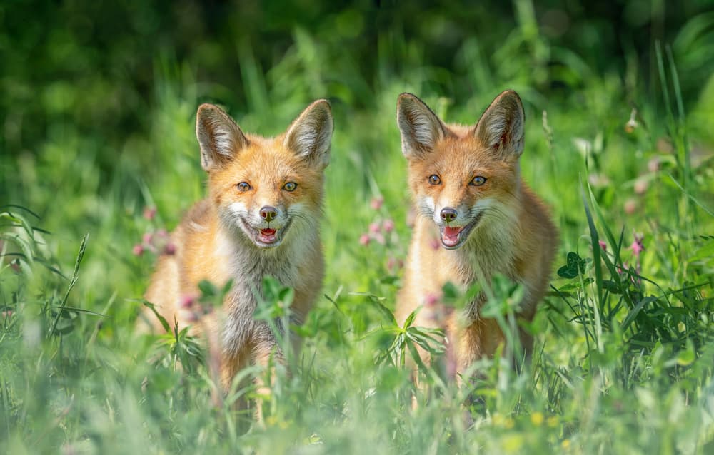 Two Happy Foxes by Larry Deng APA — canvas wall art