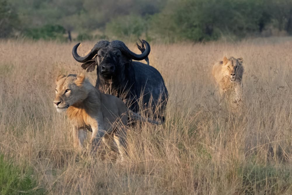 Lions and Buffalo Standoff by Sheila Xu — canvas wall art