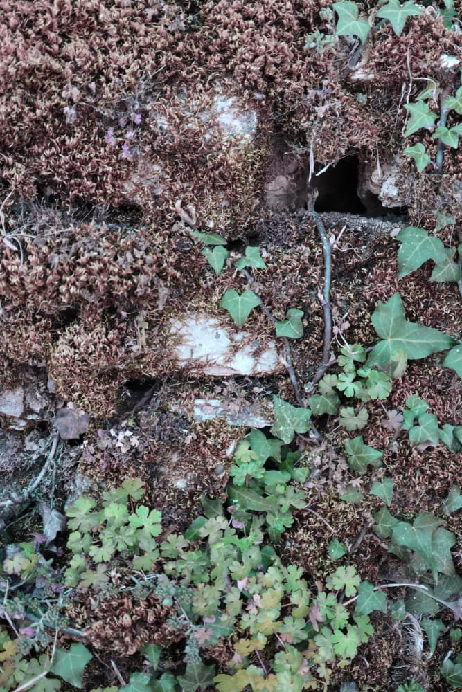 Ivy and Moss Wall by Rosana Laiz Blursbyai — canvas wall art