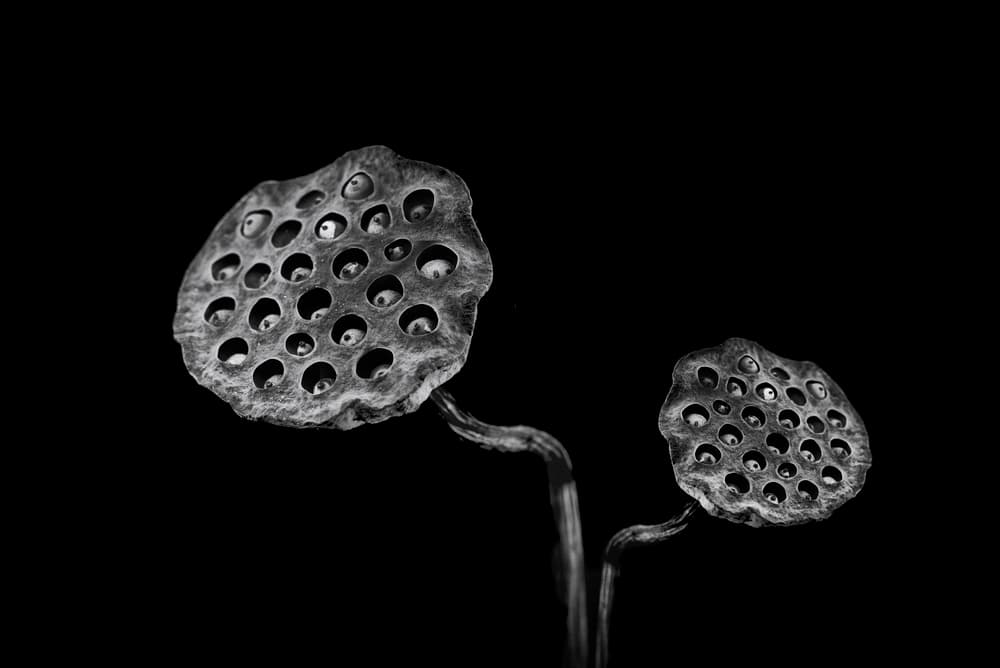 Dried Lotus Pods by Lotte Grønkjær — canvas wall art