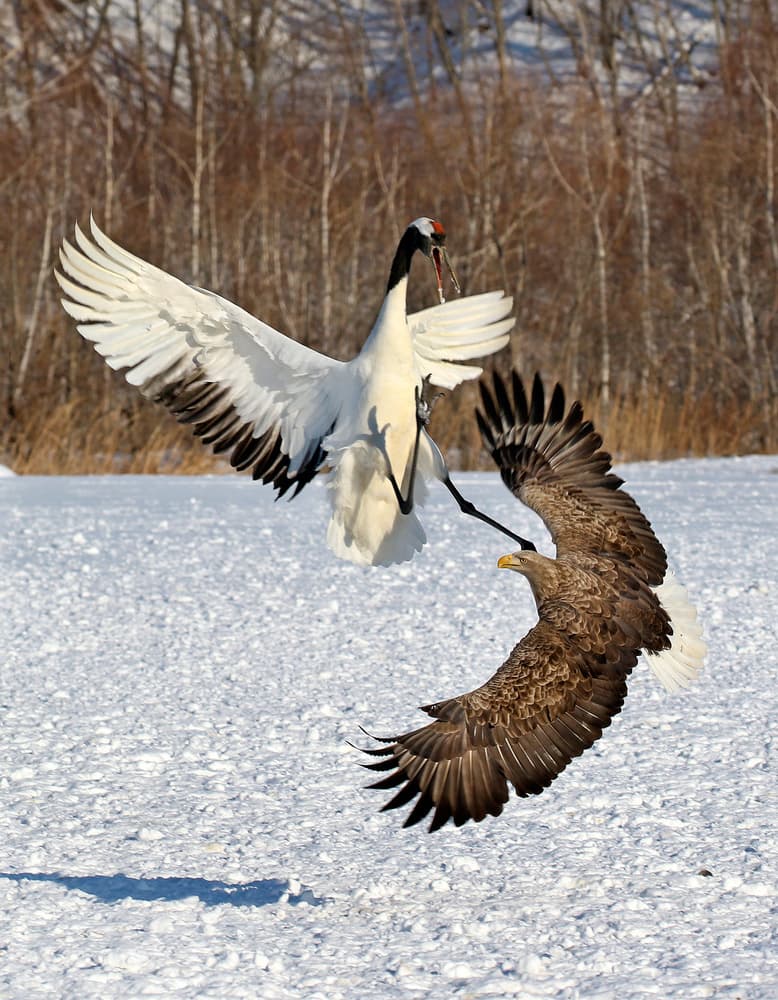 Crane Eagle Battle by Adam Wong — canvas wall art