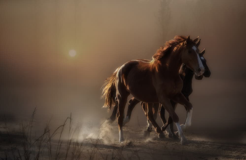 Wild Horses Golden Hour by Charlaine Gerber — canvas wall art