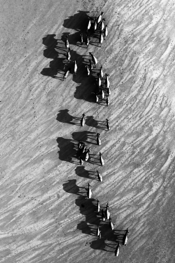Penguin Parade Shadows by Tran Van Truong — canvas wall art