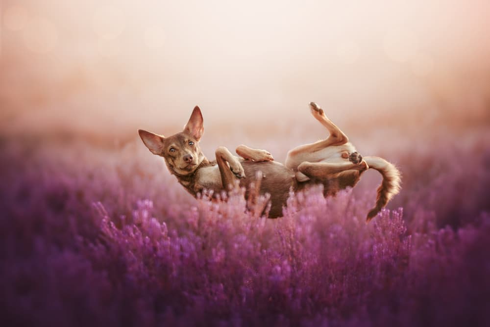 Playful Puppy in Lavender by Ve Shandor — canvas wall art