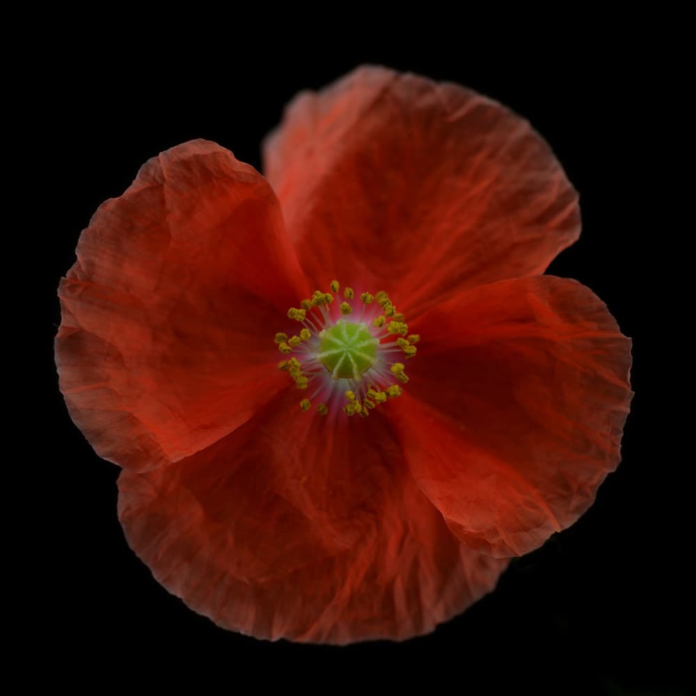 Vibrant Red Poppy by Lotte Grønkjær — canvas wall art