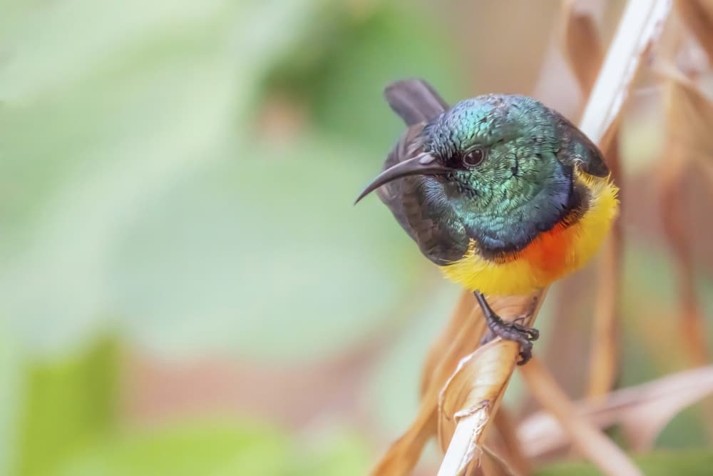 Vibrant Sunbird Perched by Serge Melesan — canvas wall art