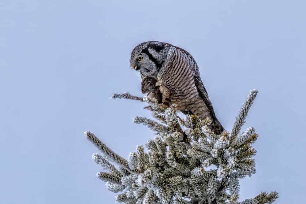 Winter Owl with Prey by Jun Zuo — canvas wall art