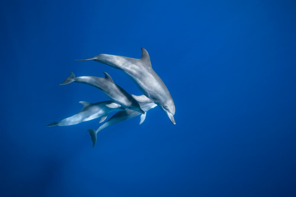 Graceful Ocean Dolphins by Barathieu Gabriel — canvas wall art