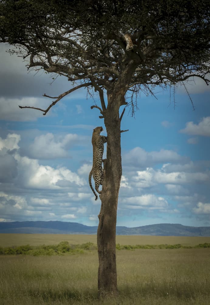 Wild Leopard Climbing Tree by Roshkumar — canvas wall art