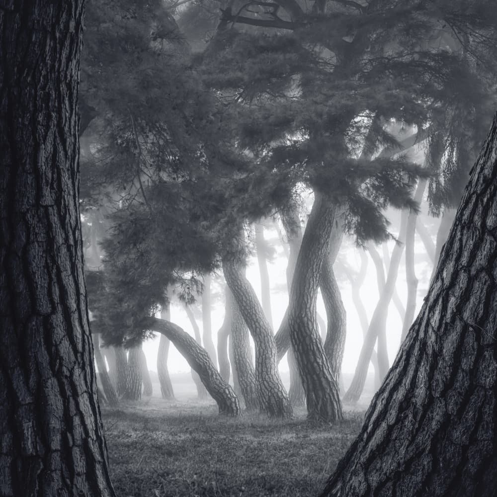 Misty Pine Forest by Tiger Seo — canvas wall art