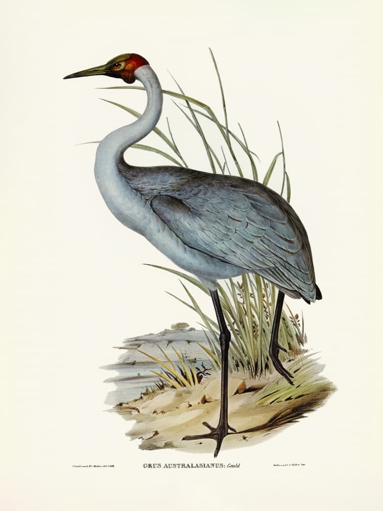Australian Crane by PictufyElizabeth and John Gould — canvas wall art