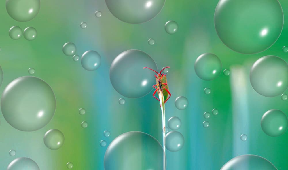 Green Bug Floating Bubbles by Thierry Dufour — canvas wall art