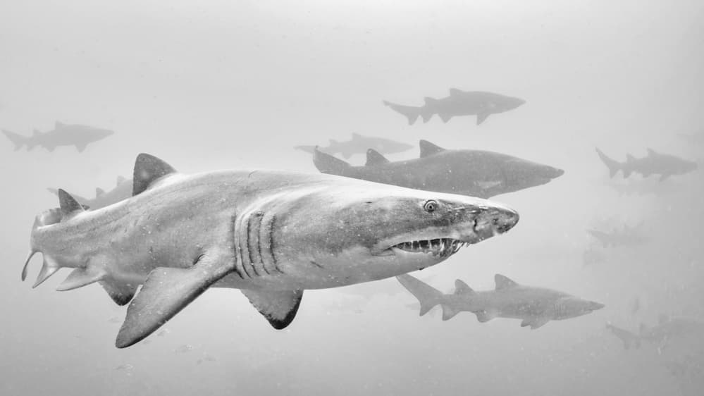 Underwater Shark School by Jennifer Lu — canvas wall art