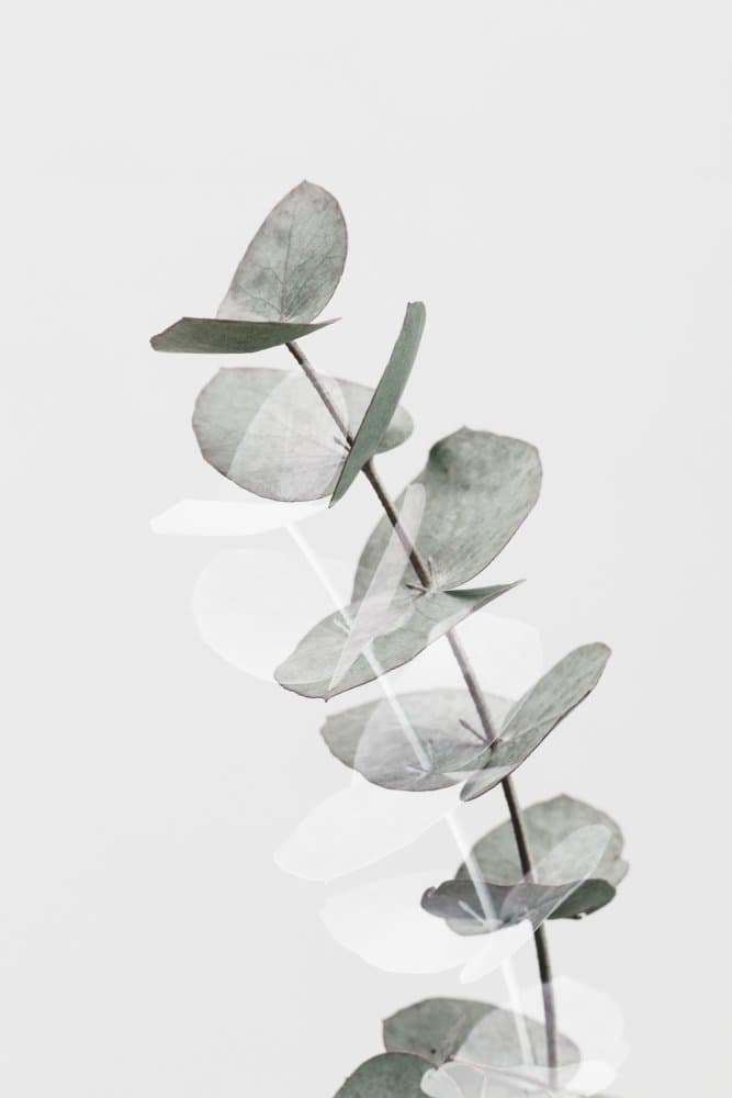 Silver Eucalyptus Leaves by Pictufy Studio III — canvas wall art
