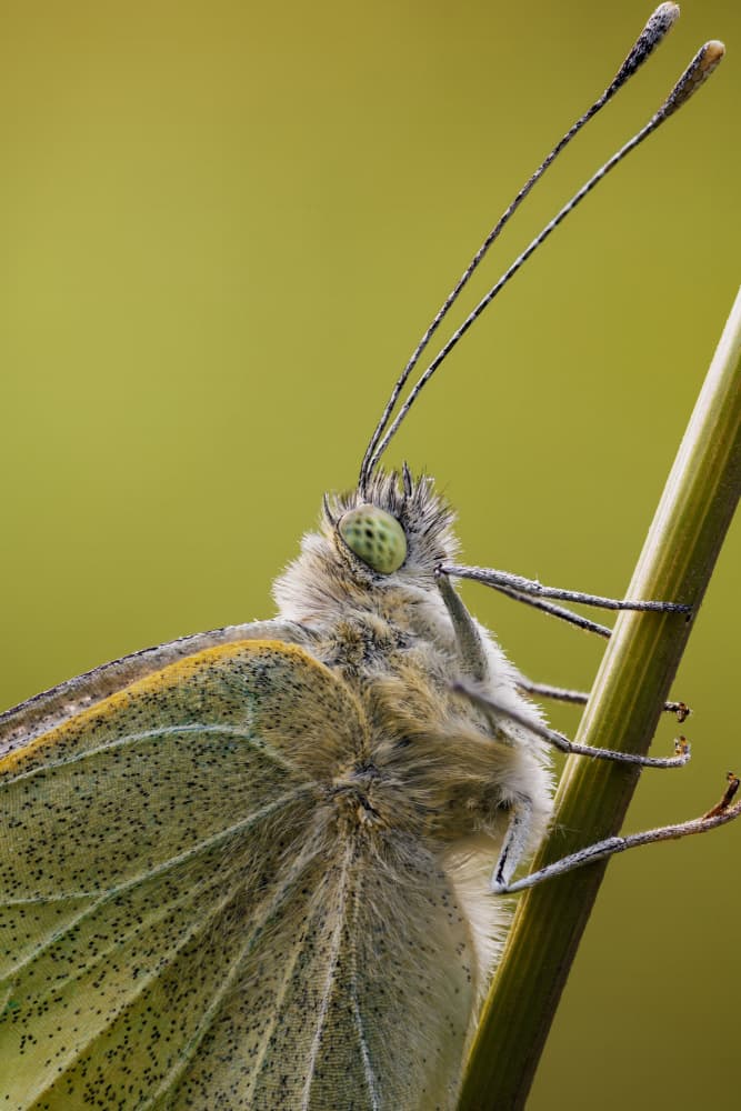 Garden Butterfly Close-Up by Magnus Renmyr — canvas wall art
