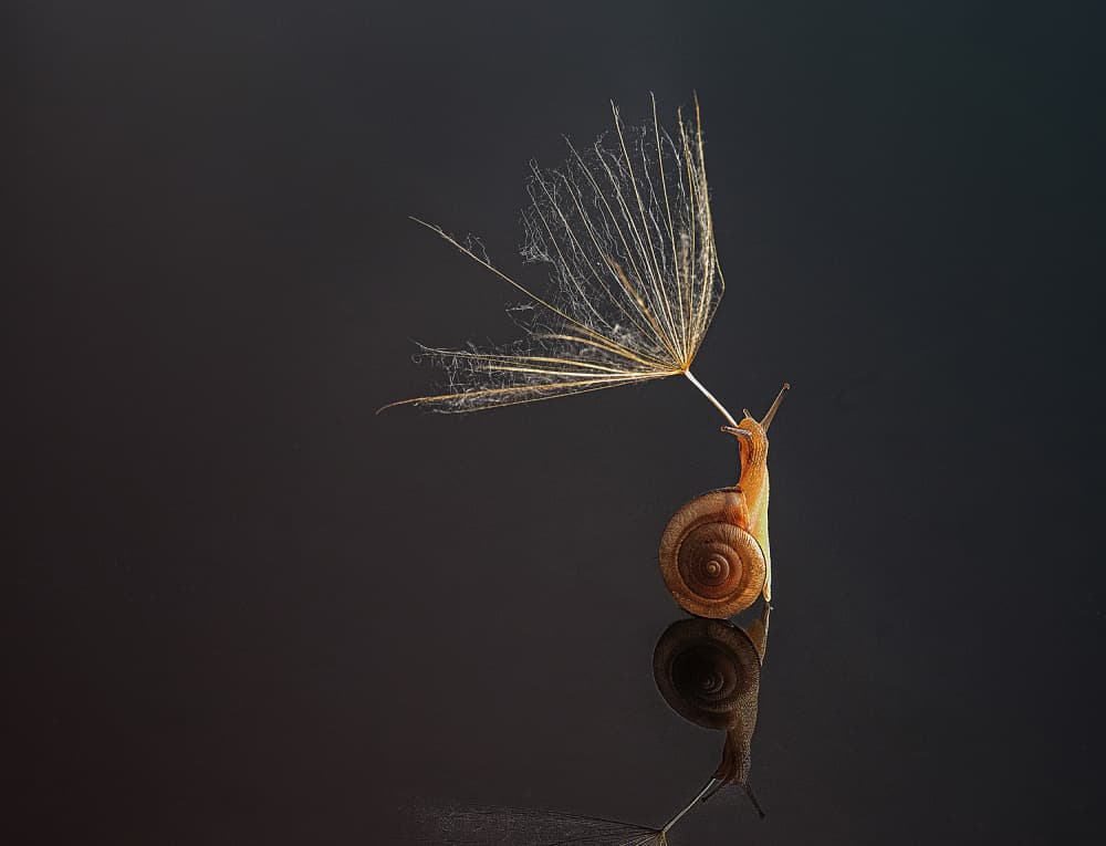 Snail Carrying Dandelion by Summer2016 — canvas wall art