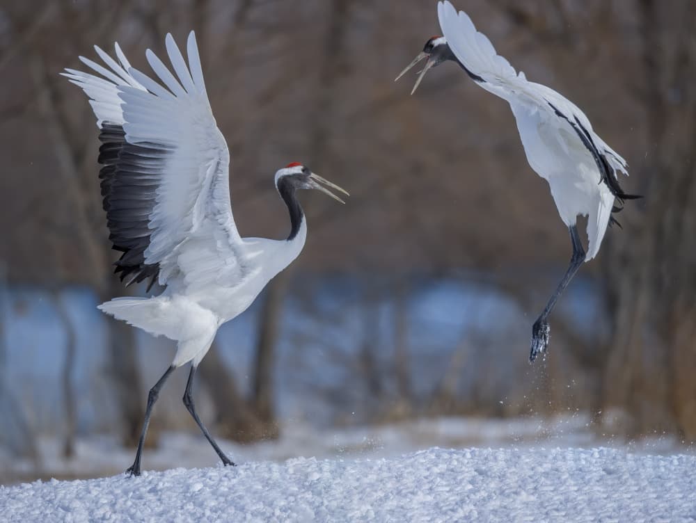 Dancing Cranes In Snow by Judy Tseng — canvas wall art