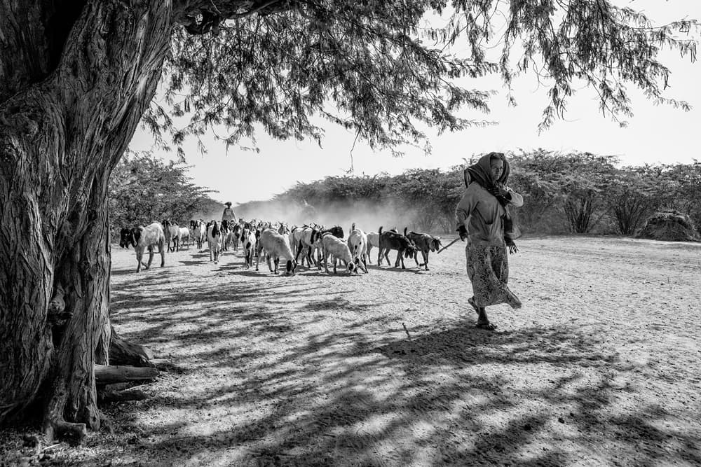 Woman Herding Goats by Gunarto Song — canvas wall art
