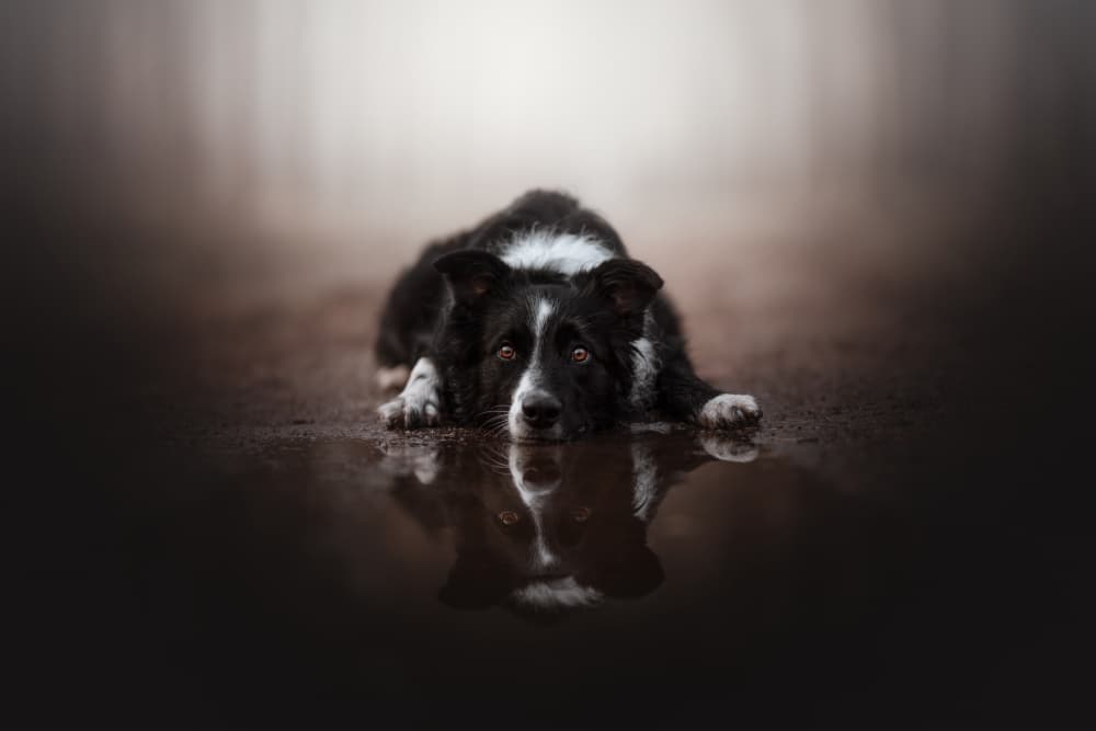 Thoughtful Dog Reflection by Ve Shandor — canvas wall art